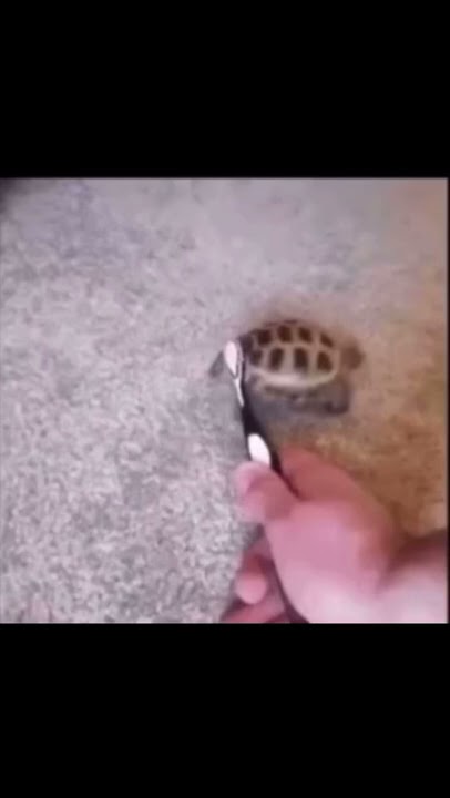 Turtle dancing 😳