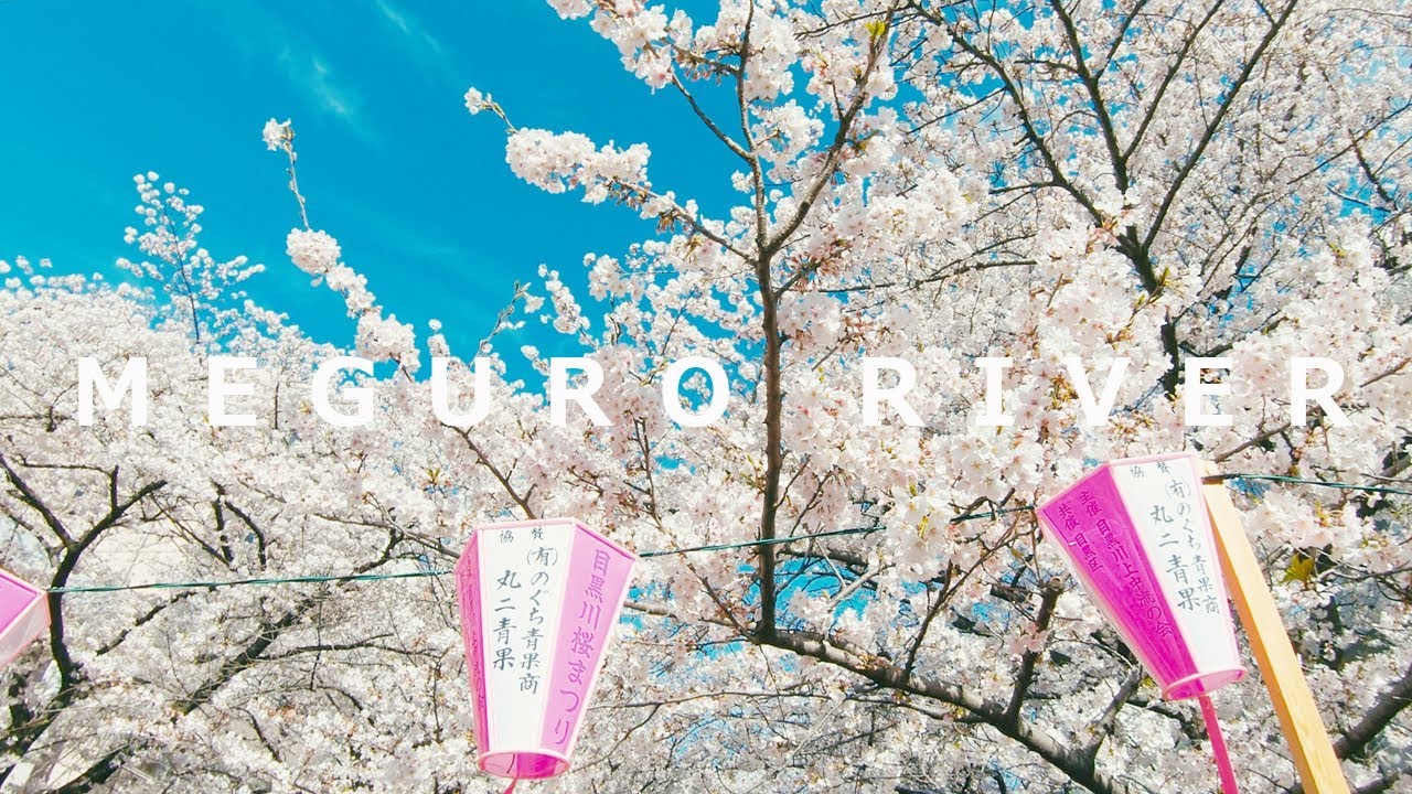 Most Popular Cherry Blossom Viewing In Tokyo | Meguro River - 4K 50fps