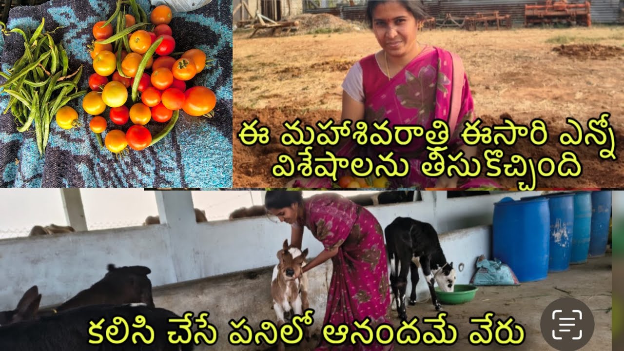 Shvia rathri special