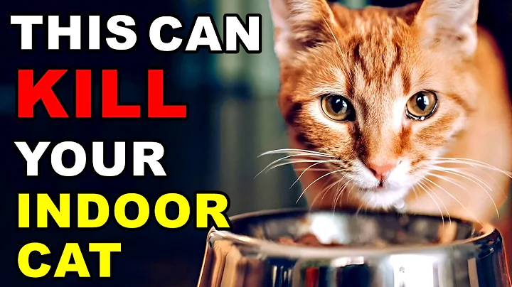 If You Have an Indoor Cat, Never Do This (Scientists Warn) 🔥