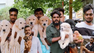 Famous Chennai Pets Market Only on Sunday 4k Video | #nangalegendpa