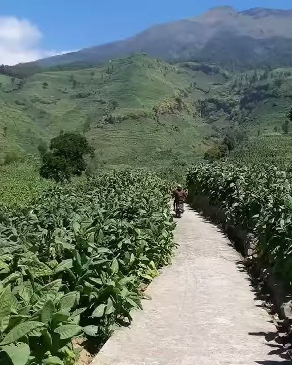 Story Wa Honda C70 And Nature