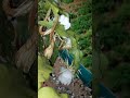 Bethlehem Flower, Brahma kamala, ಬ್ರಹ್ಮಕಮಲ, Terrace Garden, Night flower, bunch of flowers