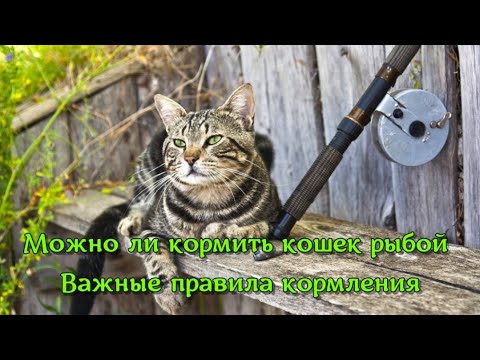 Можно ли кормить кошек рыбой  Важные правила кормления Is it possible to feed cats with fish