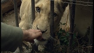 Beautiful Lion in Tbilisi Zoo, Schöne Lion in Tiflis Zoo, トビリシ動物園の美しいライオン