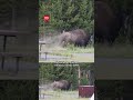 Biisoni tempaisi miehen ilmaan kansallispuistossa Yhdysvalloissa