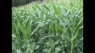 08 22 2017 Nutrition, Corn, Critical Points of Influence, Example, Comparison - INCREASE YIELD