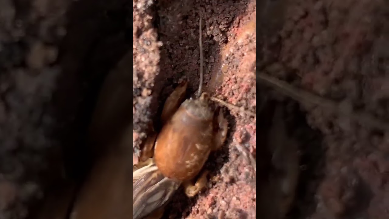 Extreme close up of a mole cricket