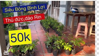 09733 88093 lĩnh anh…dảo rin,sbbl,bông chùm lĩnh anh,thủ Đức.,.,..,,