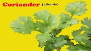 How to plant coriander  -  (dhania)