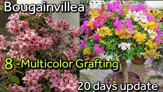 Bougainvillea 8 Multicolor Grafting  20 दिन का update