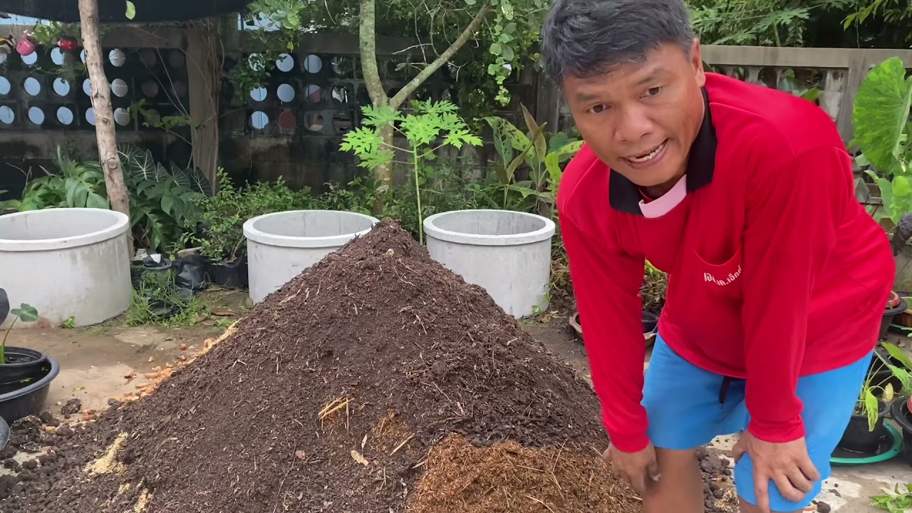 ปลูกโคโลคาเซียในวงบ่อ| Colocasia