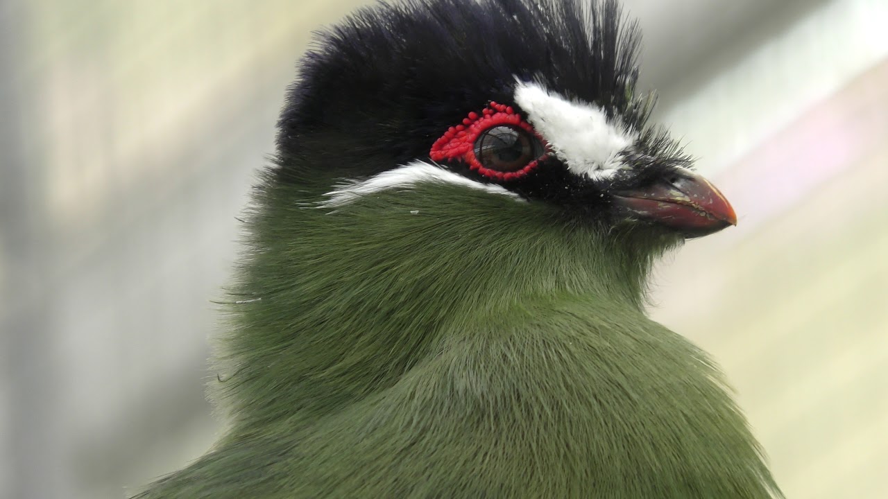 Hartlaub's Turaco (Kakegawa Kachouen, Shizuoka, Japan) August 5