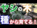 ヤシの木を種から育てる！観葉植物フェニックス・ロベレニー編