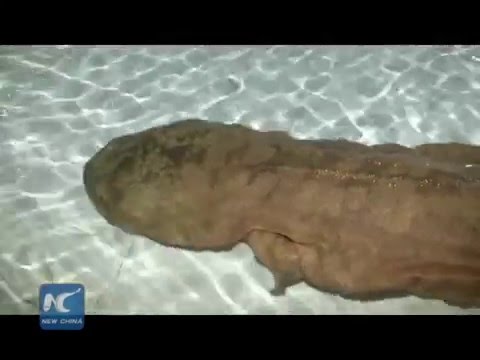 GIANTSALAMANDER♡ Monster salamander discovered in remote cave, SW China - YouTube