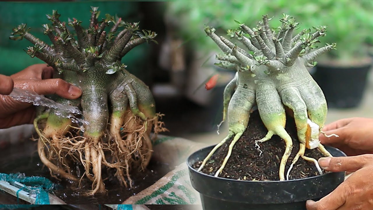 Как быстро и успешно вырастить стебель | Каудекс адениума | Бонсай «Пустынная роза»