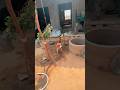riyuu_003 like 🫀🐕 #cute #dog #new #trending #viral #shorts #shortvideo #riyuu_003 #trending #family
