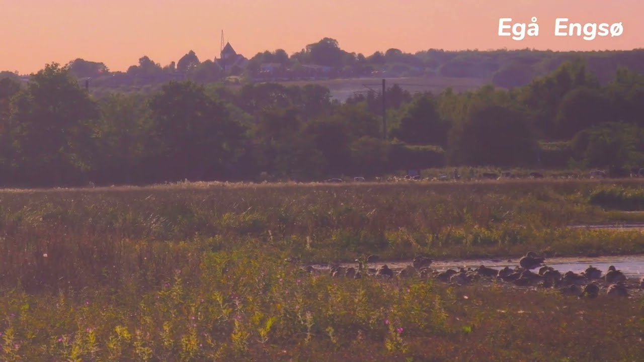 Egå Engsø