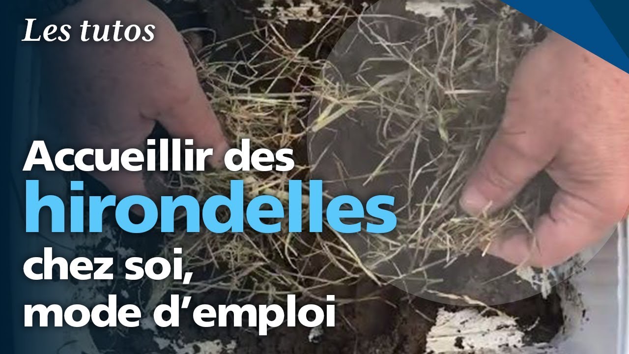 Comment créer son nid d'hirondelles ? - YouTube