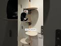 Watch this tuxedo cat puff air while exploring! #tuxedocat