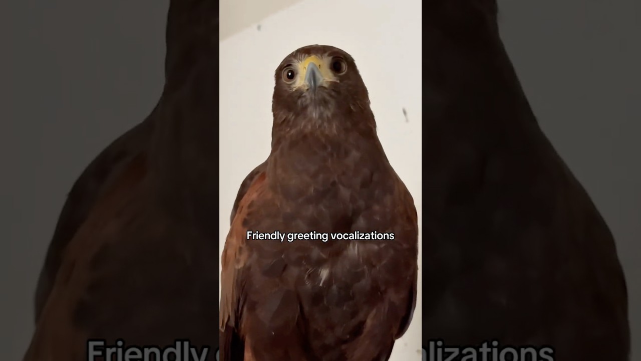 This sound is commonly a greeting between Harris hawks, or in this case to the falconer! 