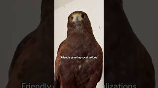 This sound is commonly a greeting between Harris hawks, or in this case to the falconer! #harrishawk