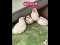 文鳥が揉める理由は? #animal #可愛い小鳥 #bird #birds #pet #かわいい #揉め事