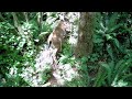 GardePro Trail Camera - View from of above of two deer late for the parade.