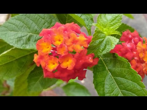 ভিডিও: ল্যান্টানা