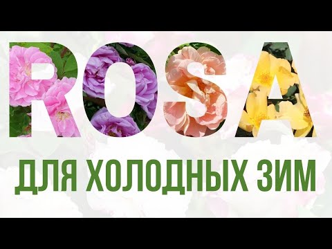 Розы для холодных зим. (Гибриды морщинистой и Канадские розы)