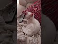 what a life these cure kittens have #cat #vlog #kitten