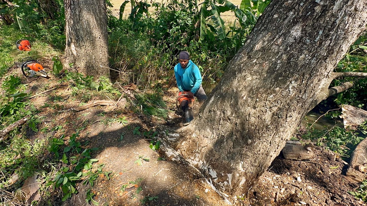 Complicated and dangerous ‼️ Cut down 2 sloping trees at the river ...