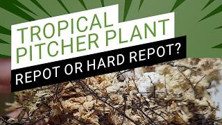 How to Repot a Nepenthes Pitcher Plant | Regular & Hard Repot