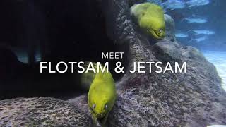 Download Lagu Een kijkje in het Predator Reef Aquarium! MP3