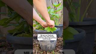 Picking Thai basil in the garden for Vietnamese beef noodle soup (Phở Bò)