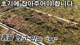 머리에 흙을 얹고 있는 
