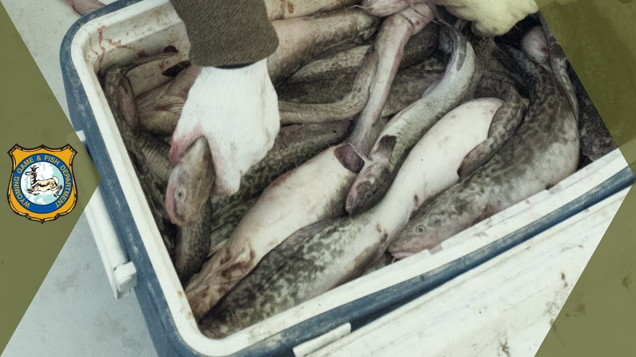 How To Catch Burbot - YouTube