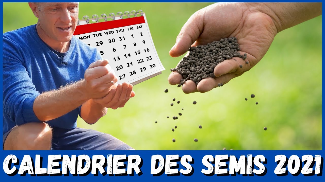 Calendrier des semis de printemps au potager