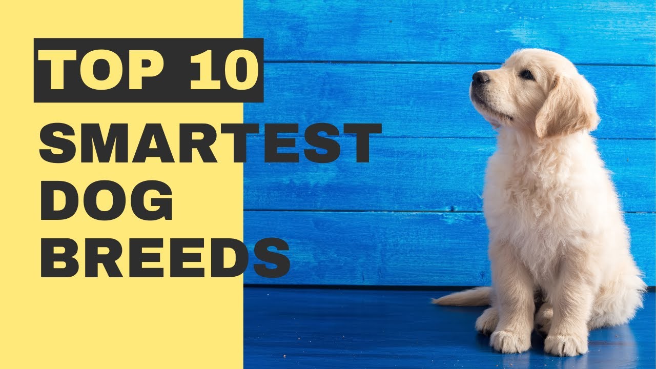 Top 10 smartest dog breeds