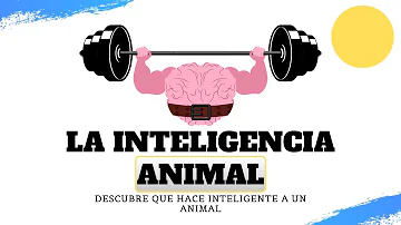 ¿Qué animal tiene mayor inteligencia emocional?