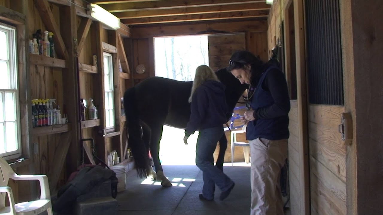 Horse Veterinarian YouTube