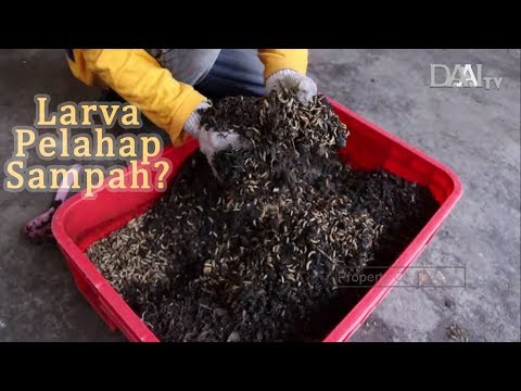 Video: Larva Lalat Hampir Masuk Ke Otak Gadis Itu - Pandangan Alternatif