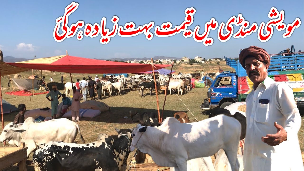 Mavashi Mavashi Mandi ma kimat bhot zyda ho gy 😨 - YouTube