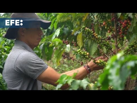 Colombia attracts tourists with coffee and nature to recover from August earthquake