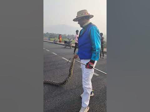 Python Snake Very Aggressive #youtubeshorts #shortsvideo #trending ...