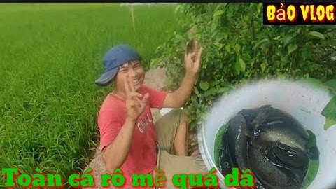 Theo chân ông anh câu cá rô đồng  bỏ hoang giữa cánh đồng ruộng toàn cá rô mề quá đã luôn cả nhà ơi