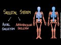 Exploring The Human Skeletal System Through Bone Classification