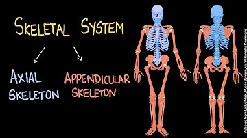 Human Skeletal System | Our Skeletal System and the Skin | Middle School | Science | Khan Academy