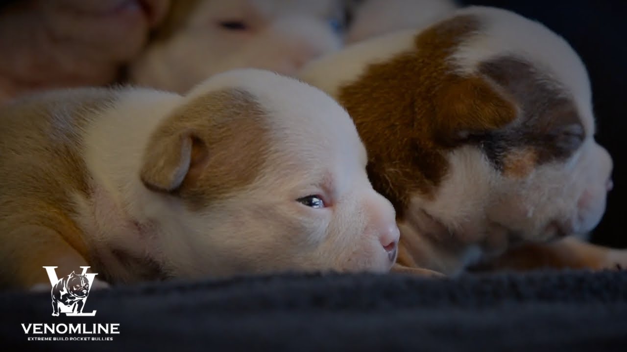 Chocolate & Lilac Pocket Bully Pups From The #1 Bloodline — Venomline in  2023