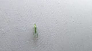 ⁰⁵ Insect Identification - Common Green Lacewings - Chrysoperla spp. screenshot 2
